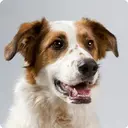 Dogs