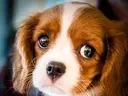 Puppies
